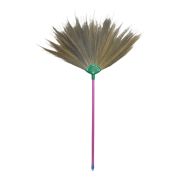 Asian Broom from Thailand 1m
